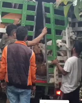 Los perros rescatados más bellos del universo