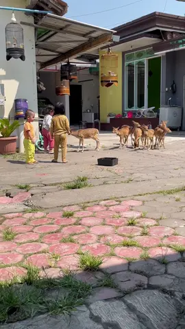 Anakan rusa totol india jinak2 lucu gemoy aman d plihara n aman untuk anak2 #rusa #rusatotolindia #rusabawean #rusatimorensis #kijang #kijangjawa #sapi #sapingamuk #sapijumbo #sapisuper #peternaksapiindonesia #peternakmuda #peternakansapi #peternakkambing #peternakdomba #dedeinoen #ayamhiasindonesia #parrot #parrotsoftiktok #kucing #hewanpeliharaan #kambing #jogja #magelang #grabag #nizarmagelang #jakarta #bandung #bogor #semarang #wisatakopeng #desainrumah #desaintaman #cafe #hoteljogja #mainananak #irfanhakim #rafinagita1717 #dehakimaviary #dehakims #fyp #fypシ #fypシ゚viral #fypage #fyppppppppppppppppppppppp #fyi 