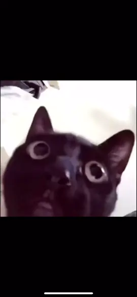 #zombies #cat#funny#meme#PetsOfTikTok #shitposting 