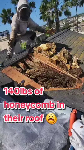 THE BEE RESCUE FROM HELL 😭 This took 12 long and excruciating hours! There was 140lbs of honeycomb, 3 stories high with 40 mph gusts of wind 😵 #beetok #bees #roofer #roofing #construction #animals #nature #bugs #weareprofessionals 