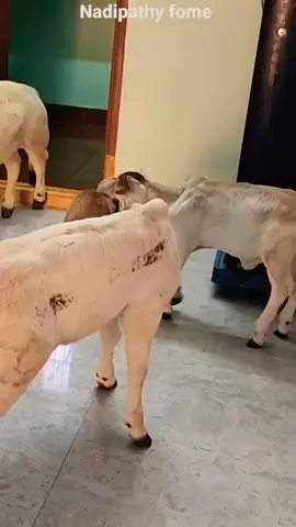 MiniCows_#_miniature_Punganuru_Cow_s_farm_house_#_ancient_Indian_Smallest_Brahman_Breed_Cows#foryoupage 