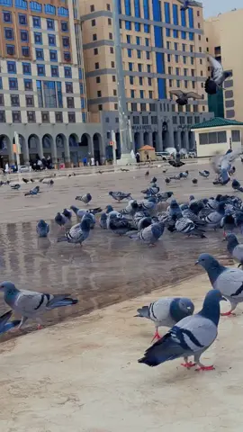 حمام الحرم النبوي #انت_نور_الله_فجرا #السعودية #المدينة_المنوره #اكسبلورexplore❥☹️ #اكسبلوور🤍💙🔥 #تصويري📸اكسبلوور #اكسبلور_exblored #اجواء_خيالية #لايكاتتت #المدينة_المنورة_الآن #السعوديه_اكسبلور 