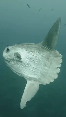 Beatifull sunfish #sunfish #pezluna #dive #diving #buceo #laherradura #spain #españa 