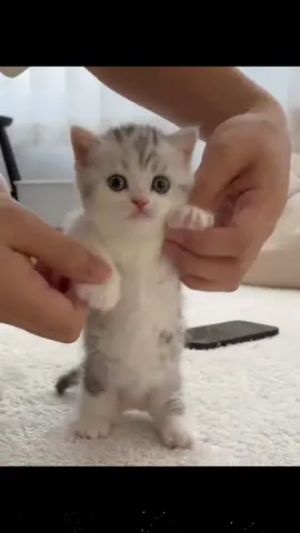Cute cat#foryou #fyp #kitten #kittycat #cute 