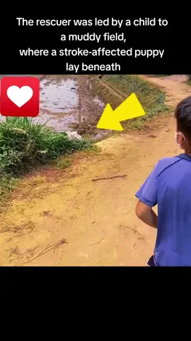 The rescuer was led by a child to a muddy field,where a stroke-affected puppy lay beneath #foryou #dog #animal #puppy #abandoned #neiperteee #cucciolo 