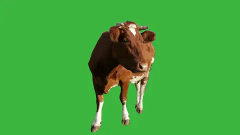 Hey Now Brown Cow Animated Animal | Green Screen #greenscreen #greenscreenvideo #heynowbrowncow #cow #cowsoftiktok #cows #cowsontiktok #animated #animatedtiktok #graphics
