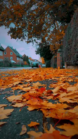 #تصويري #تساقط_اوراق_الشجر #فصل_الخريف🍁🍂 #مناظر_طبيعيه #photographersoftiktok #autumn🍁 
