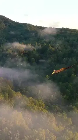 #foryou #prehistoric #jurassicworld #pov #tiktok #Love #dinosaur 