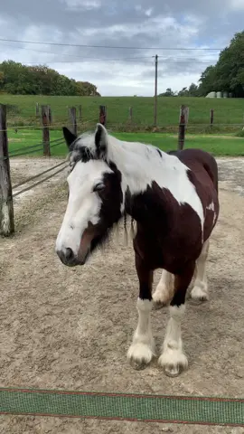 #scheckenpower #equestrian #pferdechallenge #jungestute #pferdeliebe❤️🌹 #schecke #jungpferdearbeit #horse #fy #witzig #lustig