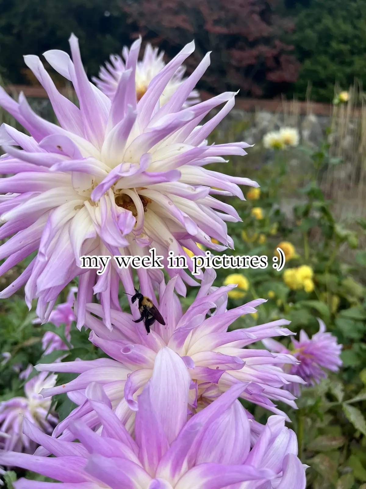 I hope you’re having a good day 🫶🏼 #weeklyrecap #weeklyroundup #weekinpictures #weekinmylife #weekinthelife #erastourtaylorswift #biltmoreestate #ashevillenc #fyp 