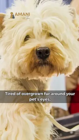 You need this! Get #1 rated Furbolini Mini Trimmer on sale now for precise trims in hard to reach places.🐶 #dog #dogs #pup #puppy #puppies #doggrooming #doggroomer #doggo #doggy #ilovemydog #dogmom #dogsoftiktok #tiktokdog #puppytiktok #dogsoftiktokviral #puppiesoftiktok #f #fy #fyp #foryou #foryourpage #foryourpage 
