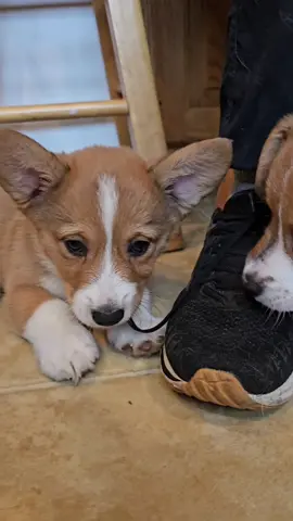 3 of Chevy's puppies went to their new homes today. the next few go tomorrow!  #corgi #puppies #corgipuppy #corgibreeder #dylanscott #dylanmarlowe #halloween #babiesgrowing #farmlife 