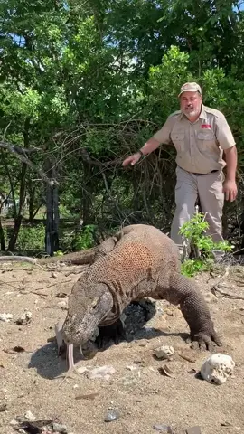 DRAGONS ARE REAL🐉Wow look at the size of this Komodo dragon😳Got to experience these beast up close and personal over at Komodo Island and they are magnificent🙌 There are literally so many of them here that the island was after them🤯 Such a beautiful and breathtaking animal🤩 • • • #wow #wild #funny #videos #cool #moments #reptile #style #komodo #sland #dragons #nature #amazing #animals #wild #wildlife #tik #tok #tiktok #tiktokanimals #beautiful #beast 