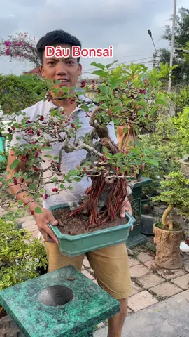 Đúng ý luôn.#hoaloanbonsai #caycanhnghethuat #caycanhdep #caycanh #xuhuong #trending #xuhuongtiktok2023 #xuhuongtiktok #sanvuon #trend #nhadep #bonsai 
