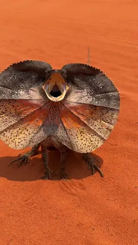 Crazy dragon, really funny lizard #foryou #pourtoi #nature #australia #frilleddragon 