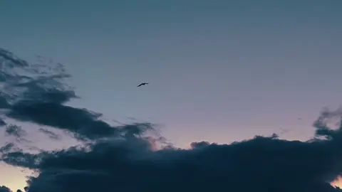 Alone #foryou #fyp #foryoupagee #shortvideo #bird #birdflying #viral #CapCut #videography #tanvir #cloudysky #alone 