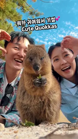 쿼카 너무 귀여워서 기절💕 Quokka랑 같이 있으면 I am 행복이에요~🤎 They say quokkas are the happiest animals in the world, and I am the happiest when I see quokkas! 📍로트네스트 아일랜드 Rottnest Island 📸 IG @ikkually #traveltiktok#여행에미치다#fyp
