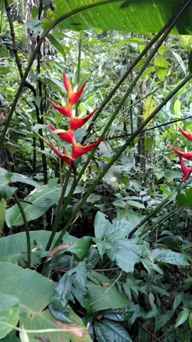 bico de papagaio#natureza#planta#bicodepapagaio 