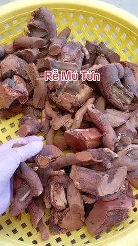 rễ mú từn nhé bà con #remutun #thaoduocsonnu #sonnudienbien #xuhuongtiktok 
