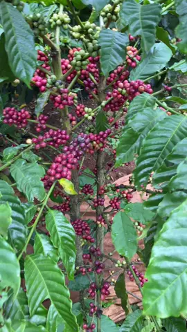 Đăk Lăk bắt đầu vào mùa hái cà phê rồi 🥰  #caphedaklak #mua2023 