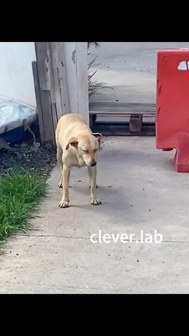 Standing asleep 🤣#labradorretriever #puppy #lab #labradorpuppy #funny #foryou #dog #fyp #labrador #tiktok 