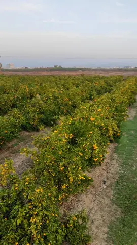 بالبغجه اعيش وياك واحسبها جنة