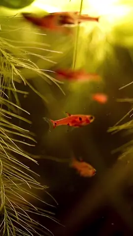 1 dòng cá cực kỳ thích hợp cho hồ blackwater 🐟 cá trâm (Boraras) #blackwatertank #blackwater #biotop #biotopeaquarium #fishtank #fish #aquariumfish #aquarium #borarasmaculatus #boraras 