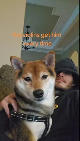 #dog#react#music#shiba #classical#fyp #adorableanimals #vivaldi 