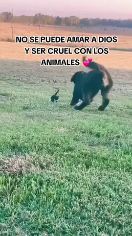 QUIEN ES CRUEL CON LOS ANIMALES, NO PUEDE SER BUENA PERSONA. #amoranimales #respetalos #nolosabandones🐕🐶 #perritos #gatitos #animalitostiktok #PARATI #fypシ 
