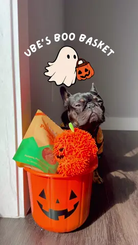 Let’s see whats in my boo basket! 🎃✨ #frenchie #frenchbulldog #boobasket #spookyseason #spooky #puppy #puppytiktok #frenchiesoftiktok #frenchiepuppy #puppydog #dog #dogtok #dogsoftiktok #halloween #PetsOfTikTok #pets #fyp #cutedog 