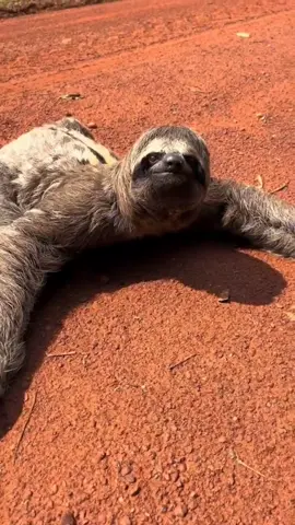 Sloth moving in slow motion 🤩 #sloth #sloths #slothsoftiktok #animals #cute #slowmotion #wildanimals 