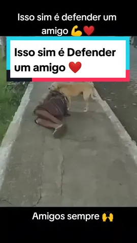 #petsamigosparasempre #doganjo #cachorrinhosfofos #4vidasdeumcachorro #petlove #4pata #cachorrointeligente #petcriativo #fiel Esses cachorrinhos são muitos fiéis a seu dono são verdadeiros amigos e nos protegem a todo custo.