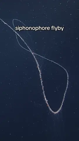 Some siphonophores tout the title of “longest animals in the world,” with specimens reaching over 36 meters (120 feet) in length.  #siphonophores #DeepSea #Ocean #DeepOcean #DeepOceanVideos #BiggestAnimal #MidnightZone #MBARI #fyp 