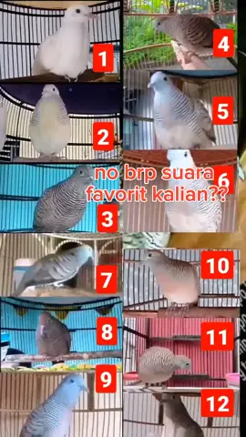 nomer berapa suara perkutut favorit kalian #perkutut #perkututgacor #perkututlokal #perkututkrosing #perkututbangkok #perkututkaturanggan 