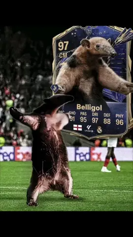 beligol, Bellingham 🔥 #bellingham  #goldenboy  #memes  #Soccer #viral #fypシ #fypシ゚viral @Real Madrid C.F. 