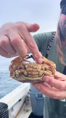 Barnacle Chronicles, Can’t Stop!#barnacles #friendliestcatch #fyp 