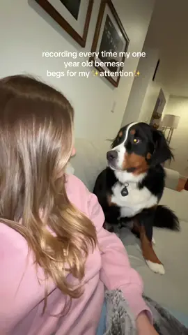 I definitely won the staring contest 😂🥹 #bernesemountaindog #bernesemontiandogpuppy #dogmom #dogsoftiktok #bernesemountaindogpuppy #dogmomlife 