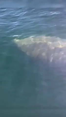 Basking sharks are the second largest sharks in the world, after whale sharks. #educational #LearnOnTikTok #originalcontent 