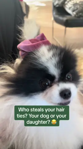 😂😂 #puppy #silly #fyp #foryou #foryoupage #pomeranian #pom #dogs #cute #losangeles #latina #style #humor #funny #funnyvideos #funnydogvideos #pet #mom #midlife #Love 