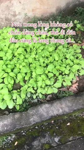 Nếu trong lòng không có chốn dừng chân, thì đi đến đâu cũng là lang thang cả…#xuhuong #tamtrangbuon💔 #tamtrang #xuhuongtiktok 