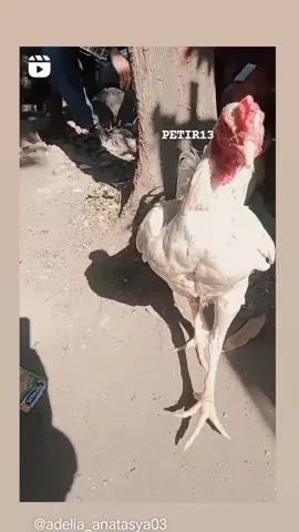 petirjr senggol dong#plucker #ayamplucker #fyp