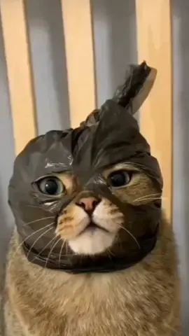 berita hari ini#videokucinglucu #kucingviral🐱 #videolucu 