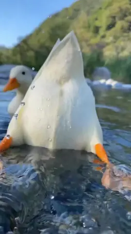 Cole duck is approaching you#duck#pet 