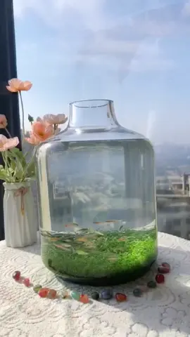 #tk #fishtank #useful #fouyoupage 