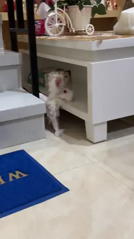 Abis cukur gundul karena scabies 😭 #bunny #rabbit #bunnylove 
