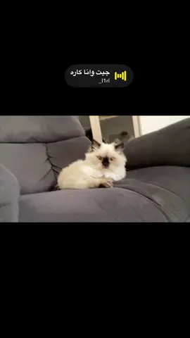 الأخلاق لكم عليها 😅#اكسبلورexplore#اكسبلورexplore❥🕊#رياكشن#أبها_عسير#رياكشن#قطط_مضحكة_لطيفة #قطة_الترند 