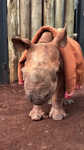 It may be Halloween, but our little rumpkin (that’s a rhino and pumpkin rolled into one perfect package!) isn’t in the mood for trick-or-treating 🎃 Raha’s festive blanket is no mere costume. It keeps her warm and cosy, especially on grey, rainy days like today. The weather is the reason she’s not hopscotching into the forest, as she usually does. Raha hates to get her feet muddy! Raha is a critically endangered black rhino — there are fewer than 1,000 of her kind in Kenya. Orphaned as a newborn, she narrowly survived a predator attack before she was rescued. A year’s worth of round-the-clock care has worked magic on our tiny survivor.  To learn more about Raha — and perhaps adopt her as a Halloween treat for yourself or someone special — tap our link in bio or visit: sheldrickwildlifetrust.org/orphans/raha  —— #SheldrickTrust #SWT #RahaSWT #blackrhino #rhino #kenva #conservation #halloween #trickortreat #pumpkin #wildlife #animals #animalrescue #cuteanimals #blankets #africa 