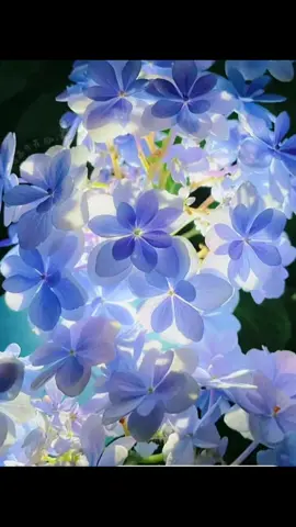 Cuộc sống dù thế nào đi nữa cũng phải tinh khôi và nhẹ nhàng như những đoá hoa! #TikTokAwardsVN2023 #LearnOnTikTok #hinhnendienthoai #camtucau 