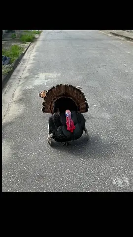 Morar no interior é normal ver o peru do natal andando na rua 😂😂😂😂 . . . #viral #viralvideo #viraltiktok #riodejaneiro #costaverderj #natal #peru #memestiktok #memesbr #natureza #animais #mundodeformado #peru #bichos 