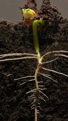 Quá trình hạt đậu nảy mầm #timelapse #rioshopvn #nongdanopho @Rioshopbn 